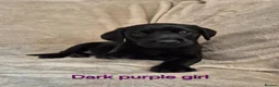 Labrador Retriever dogs for sale: Beautiful Black Labrador Puppies - Advert 12