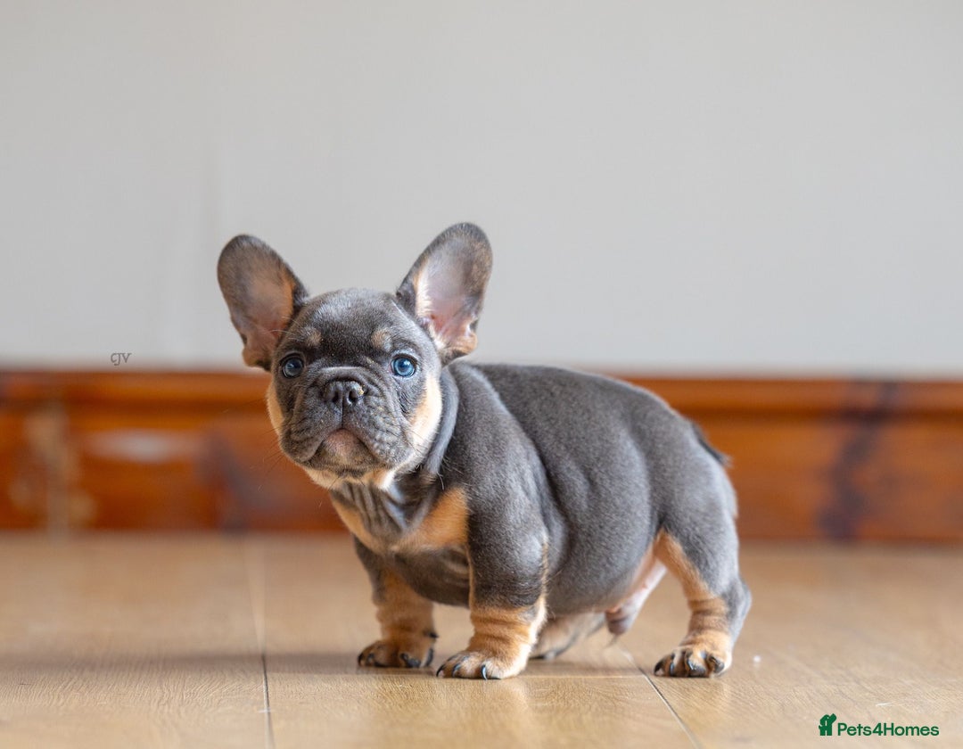 French Bulldog dogs for sale: High quality french bulldogs  - Advert 9