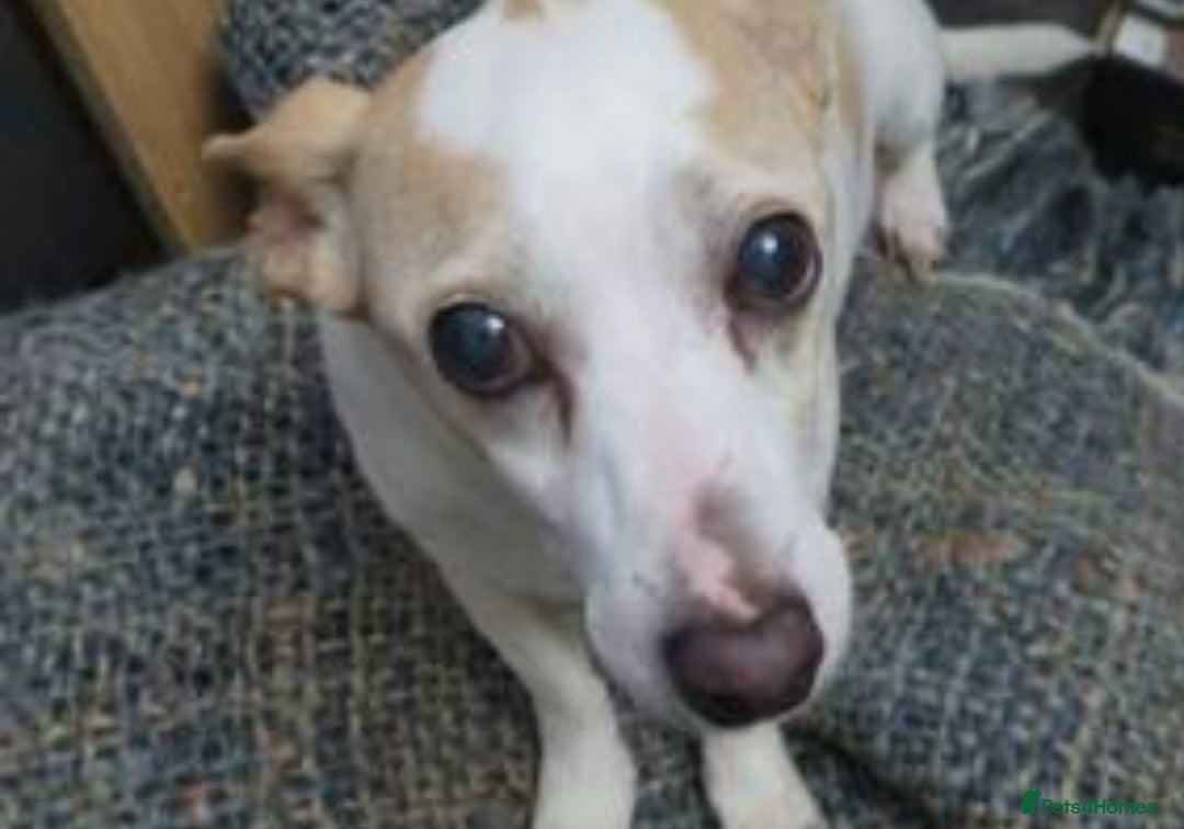 Jug dogs for sale: 🐶 3-Month-Old Male Puppy for Sale 🐾 - Image 8