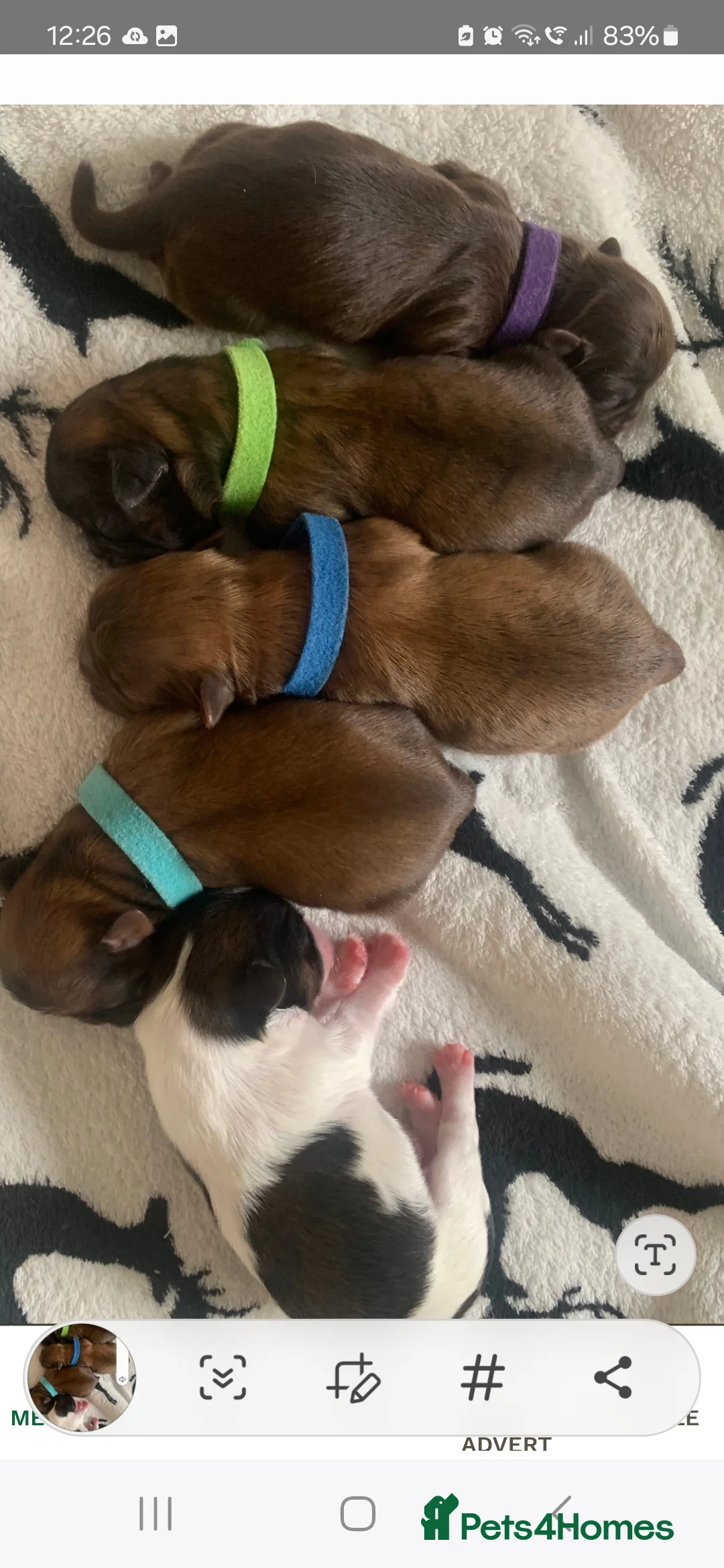 Shih Tzu dogs for stud: KC Karashishi Imperial Chocolate/Lavender Stud in Derby - Advert 18