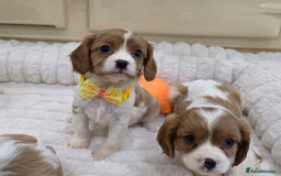 Cavalier King Charles Spaniel dogs for sale: KC Registered & DNA Tested Cavalier Puppies - Image 7