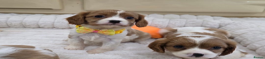 Cavalier King Charles Spaniel Puppy 4