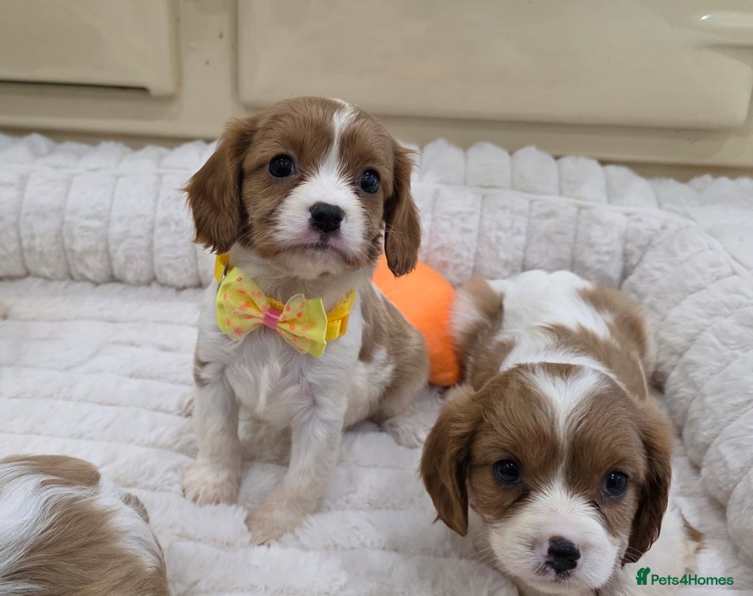 Cavalier King Charles Spaniel dogs for sale: KC Registered & DNA Tested Cavalier Puppies - Image 7