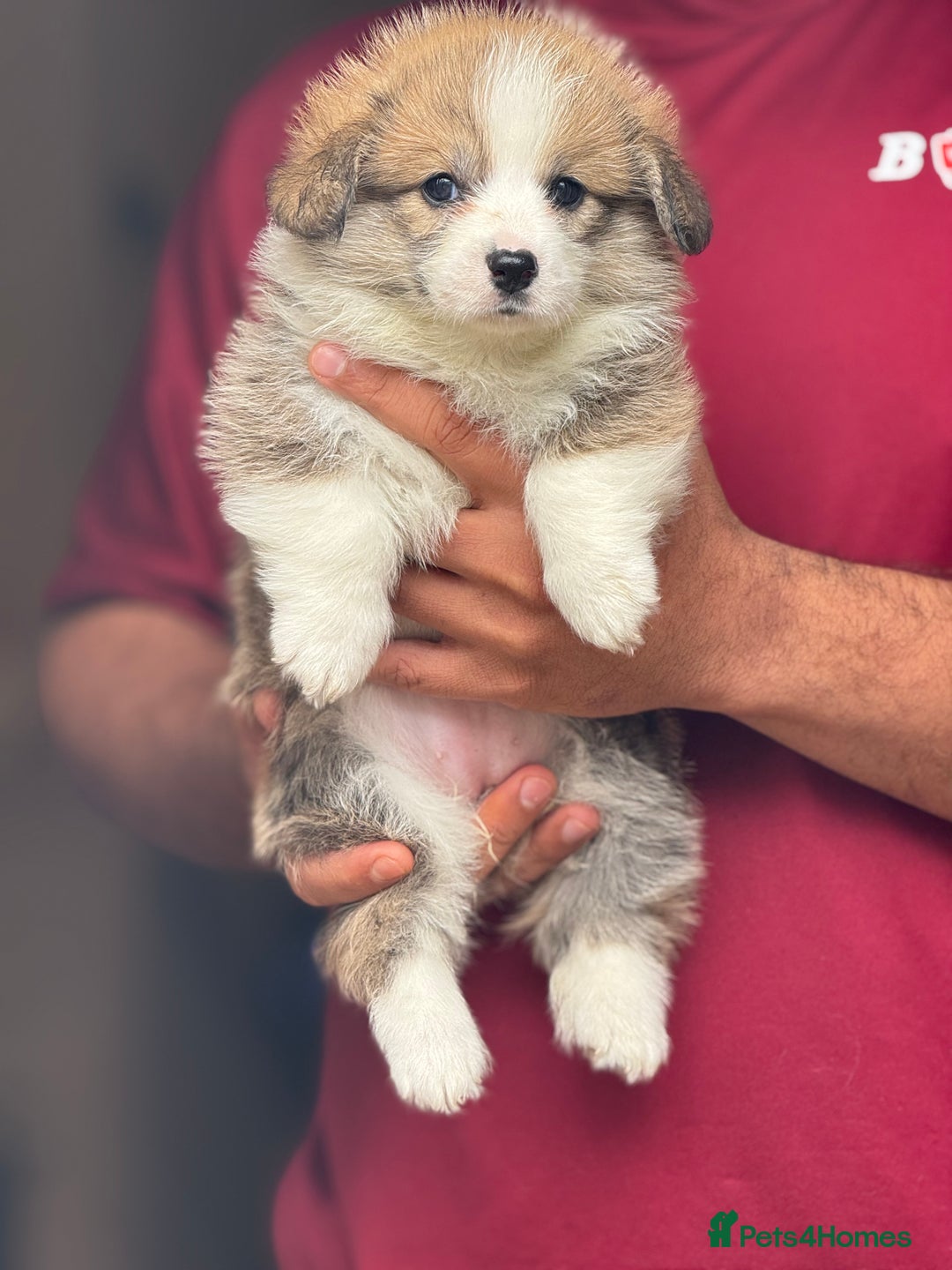 Welsh Corgi Pembroke dogs for sale:  Corgi Pembroke puppies available to loving homes - Image 12