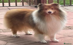 Rough Collie dogs for sale: Carristina Rough Collies - Image 3