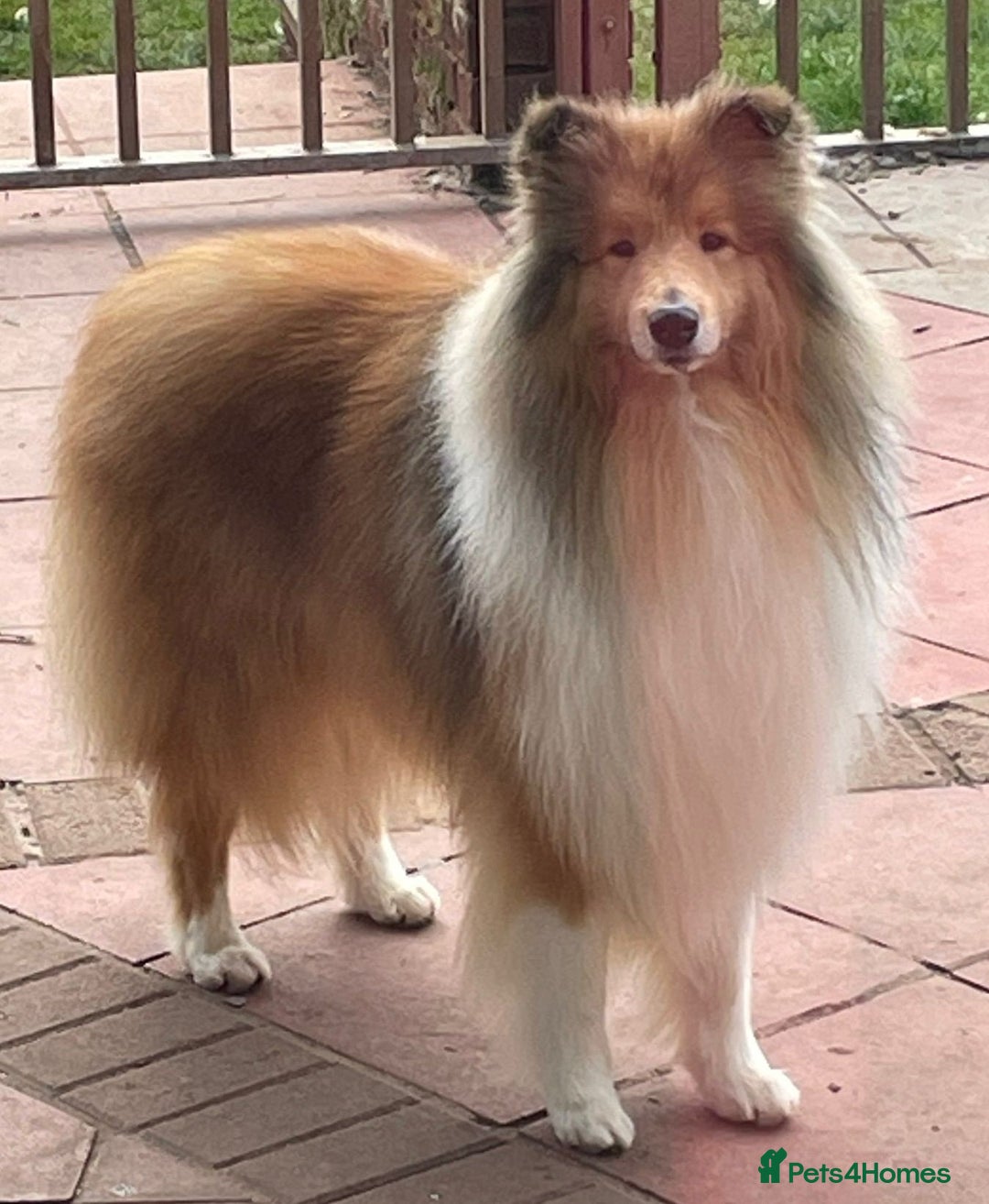 Rough Collie dogs for sale: Carristina Rough Collies - Image 3