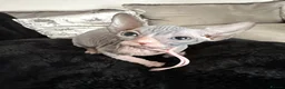 Sphynx cats for sale: Just 2 gorgeous boys left now - Advert 33
