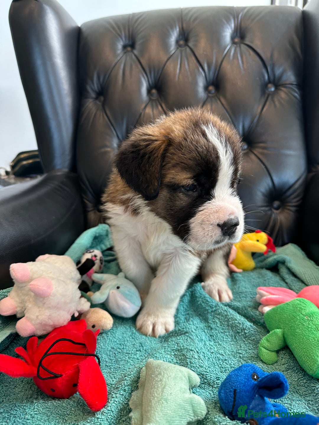 Saint Bernard dogs for sale: KC Registered St. Bernards For Sale! - Image 24