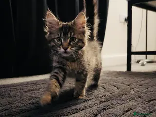 Maine Coon cats Maine kitten kitten 12 weeks in Tamworth - Advert 1