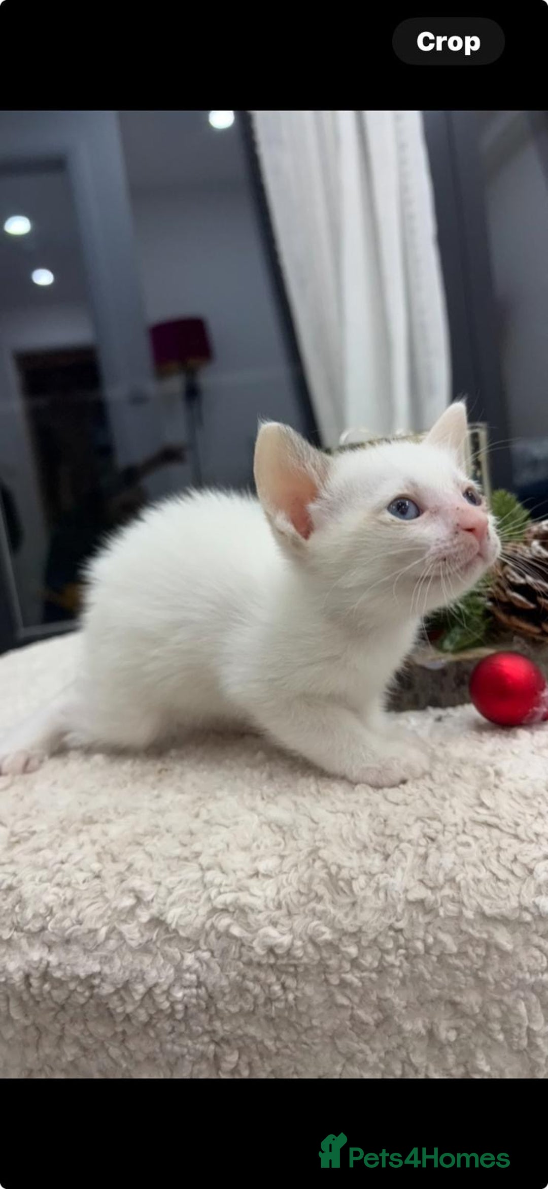 Oriental cats for sale: Gorgeous oriental kittens  - Advert 14