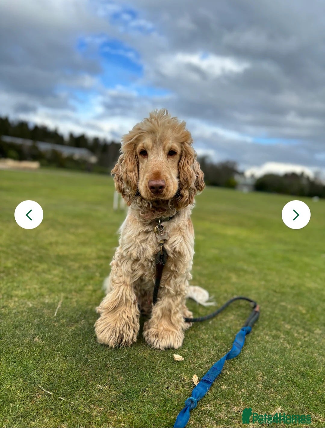 Cocker Spaniel dogs for sale: Stunning KC Registered Show Cocker Spaniel Puppies - Advert 11