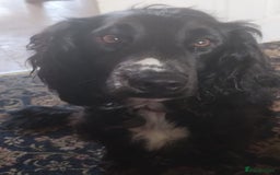 Sprocker dogs for sale: Sprocker for sale - Image 2