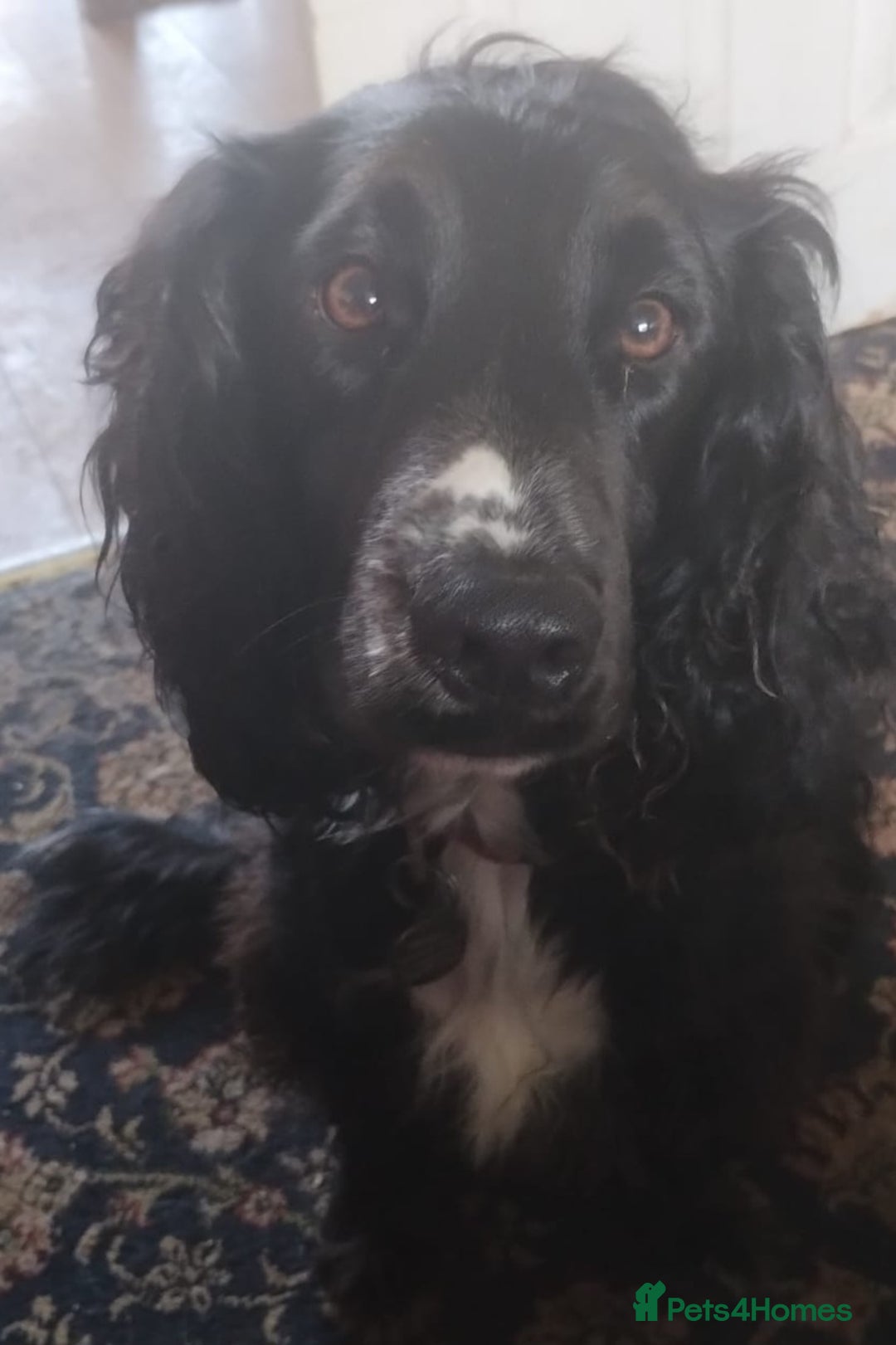 Sprocker dogs for sale: Sprocker for sale - Image 2