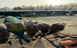 Mixed Breed birds for sale: Indian Blue Peafowl - Image 4