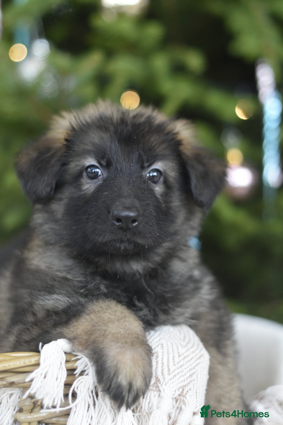 German Shepherd dogs for sale: KC registered 5 generation long coated GSD puppies - Advert 7