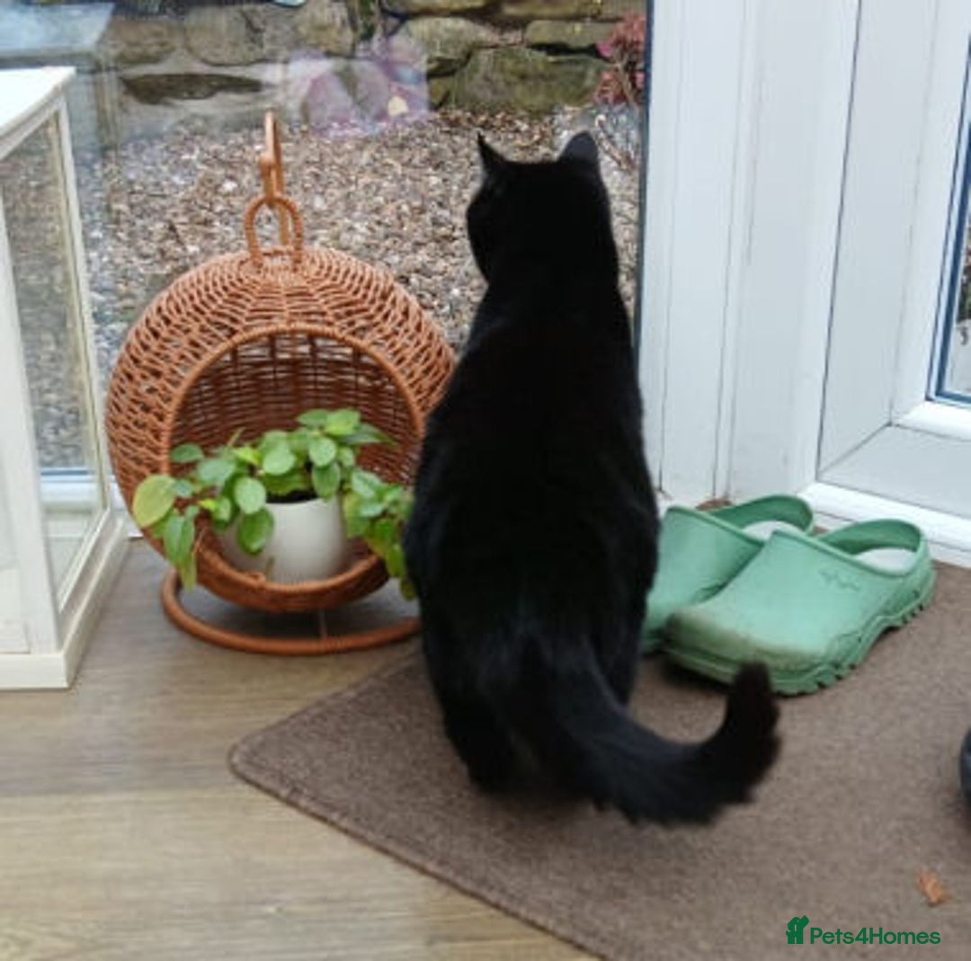 Mixed Breed cats for adoption: DAISY - Advert 3