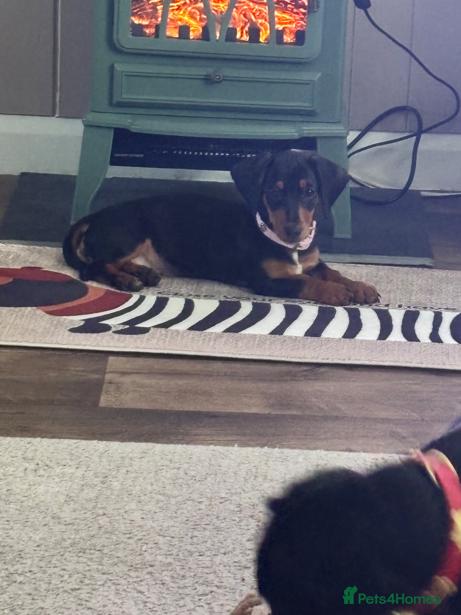 Dachshund dogs Puppy dachshund reduced price as she last one  - Advert 13