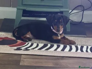 Dachshund dogs Puppy dachshund reduced price as she last one - Advert 13