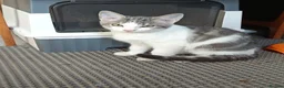 Mixed Breed cats for sale: Ready for a new house - Advert 6