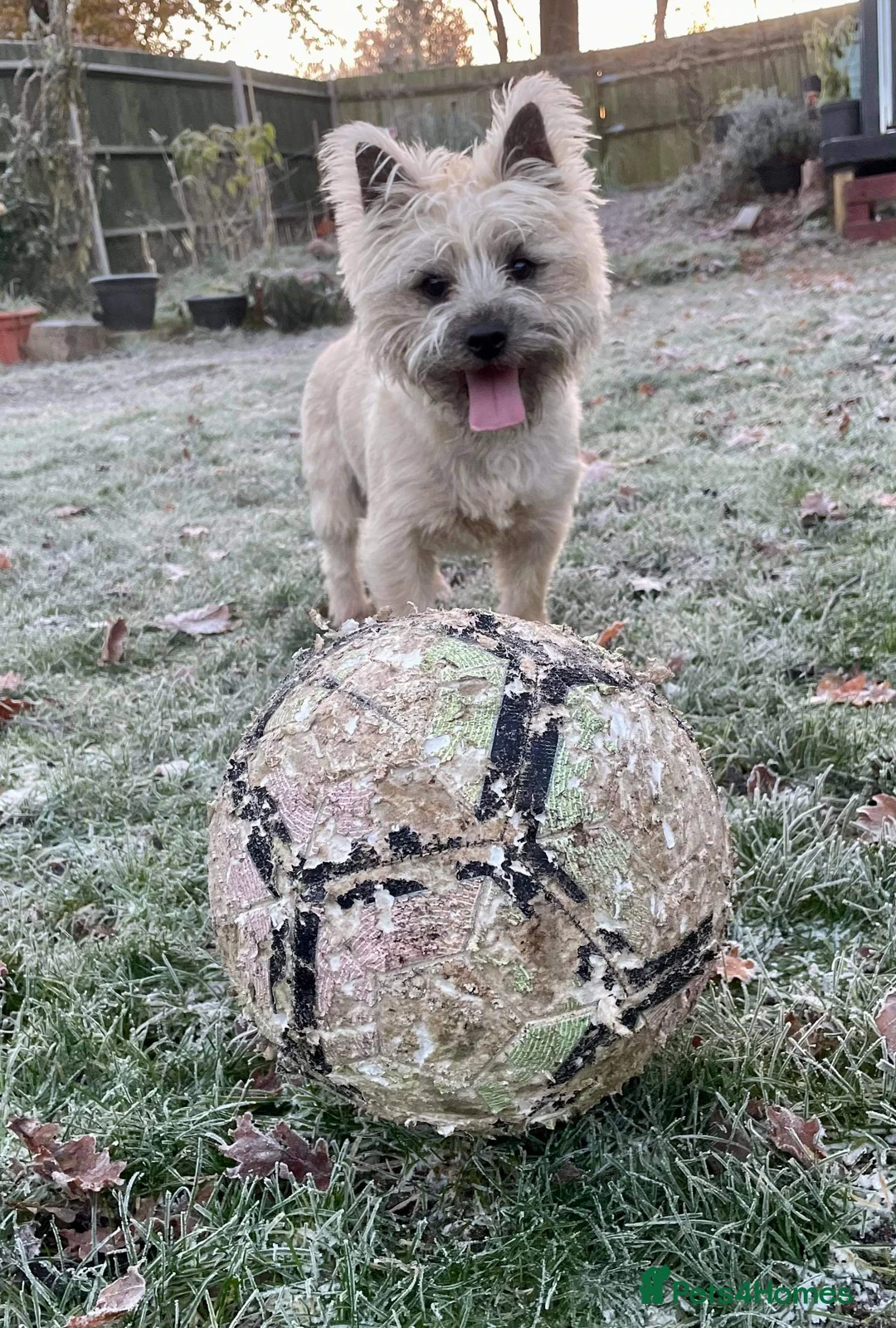 Cairn Terrier dogs for stud: kc registered cairn terrier for stud in Waterlooville - Advert 3