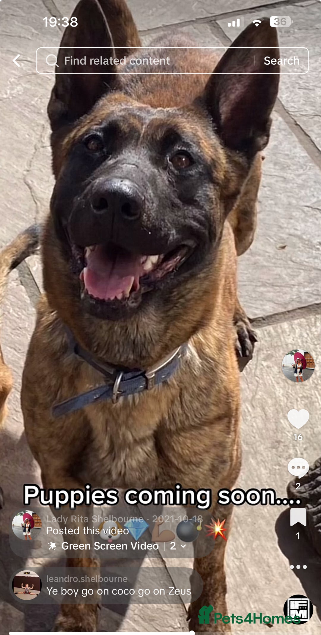 Belgian Shepherd Dog dogs for sale: Dutch Herder x Mali Pups 🔥 - Advert 4