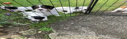 Cocker Spaniel dogs for sale: Cocker Spaniel Pups, Working Type, KC Reg - Advert 12