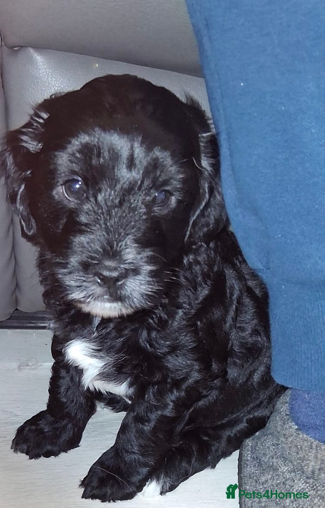 Mixed Breed dogs for sale: ‼️REDUCED 2 BEAUTIFUL YORKIPOO BOY READY NOW‼️  - Advert 18