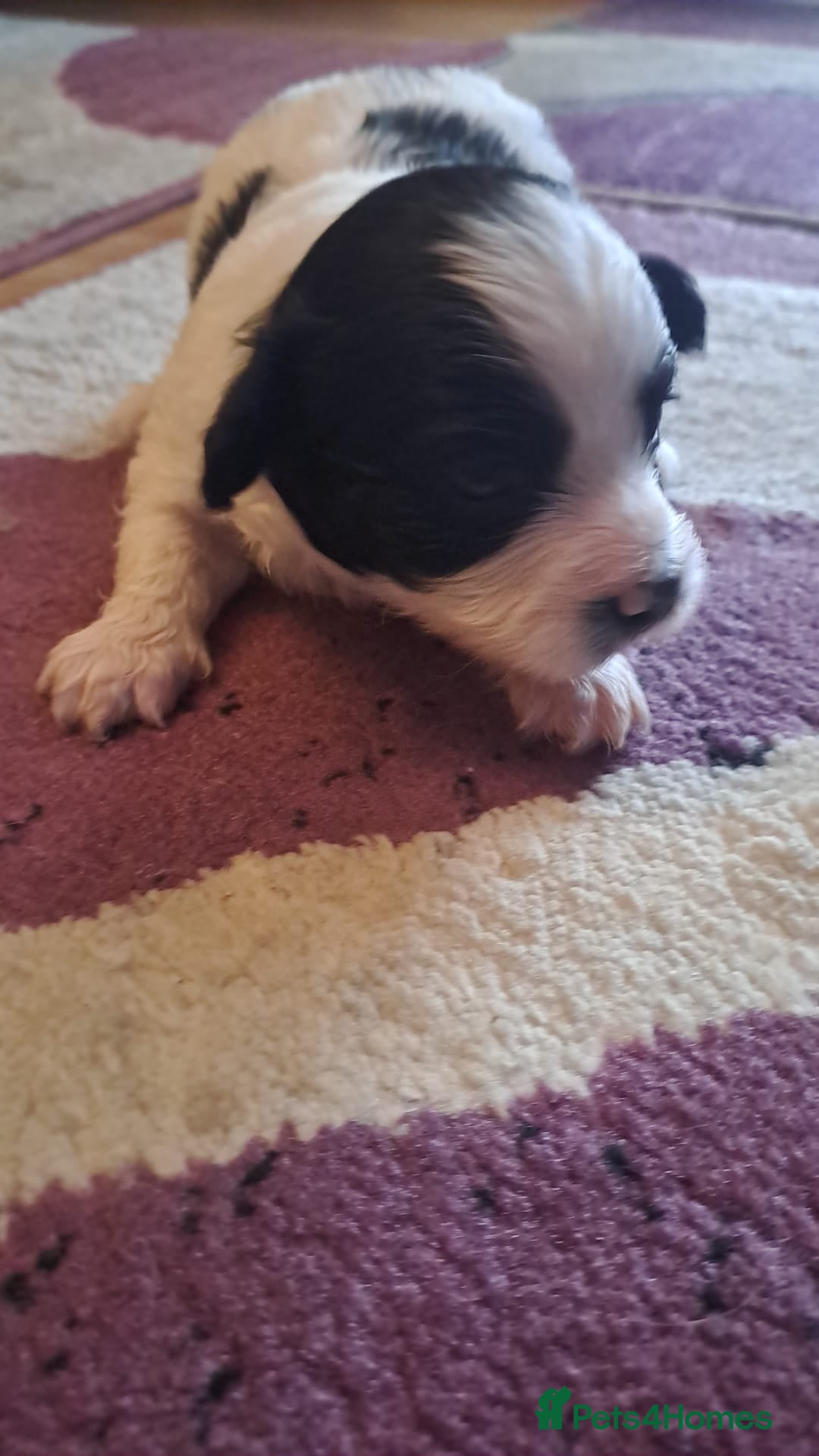 Bichon Frise dogs for sale: 4beautiful Bichon Frise puppies (3boys and 1 girl) - Image 10