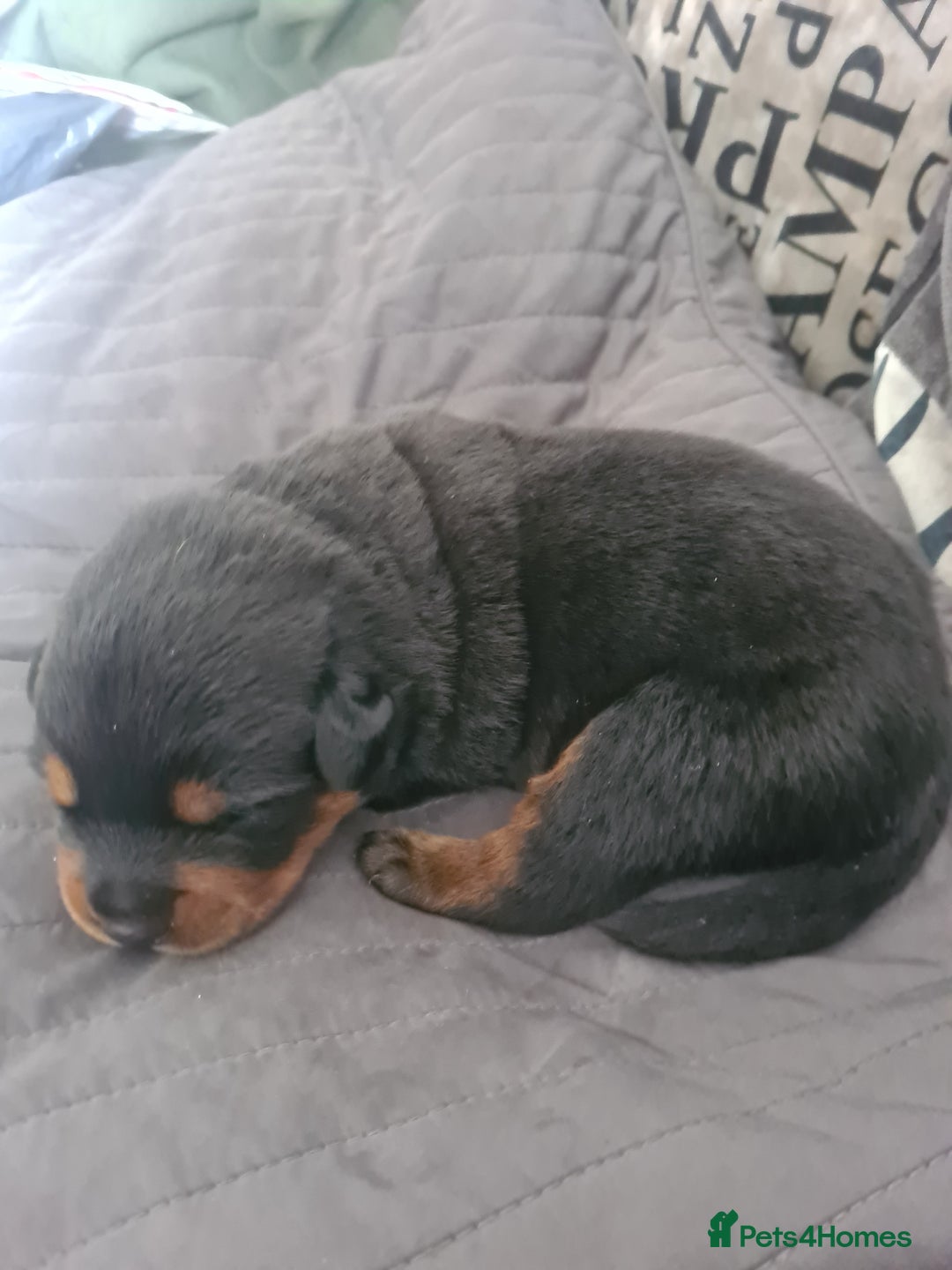 Rottweiler dogs for sale: Stunning rottweiler puppies  - Image 19