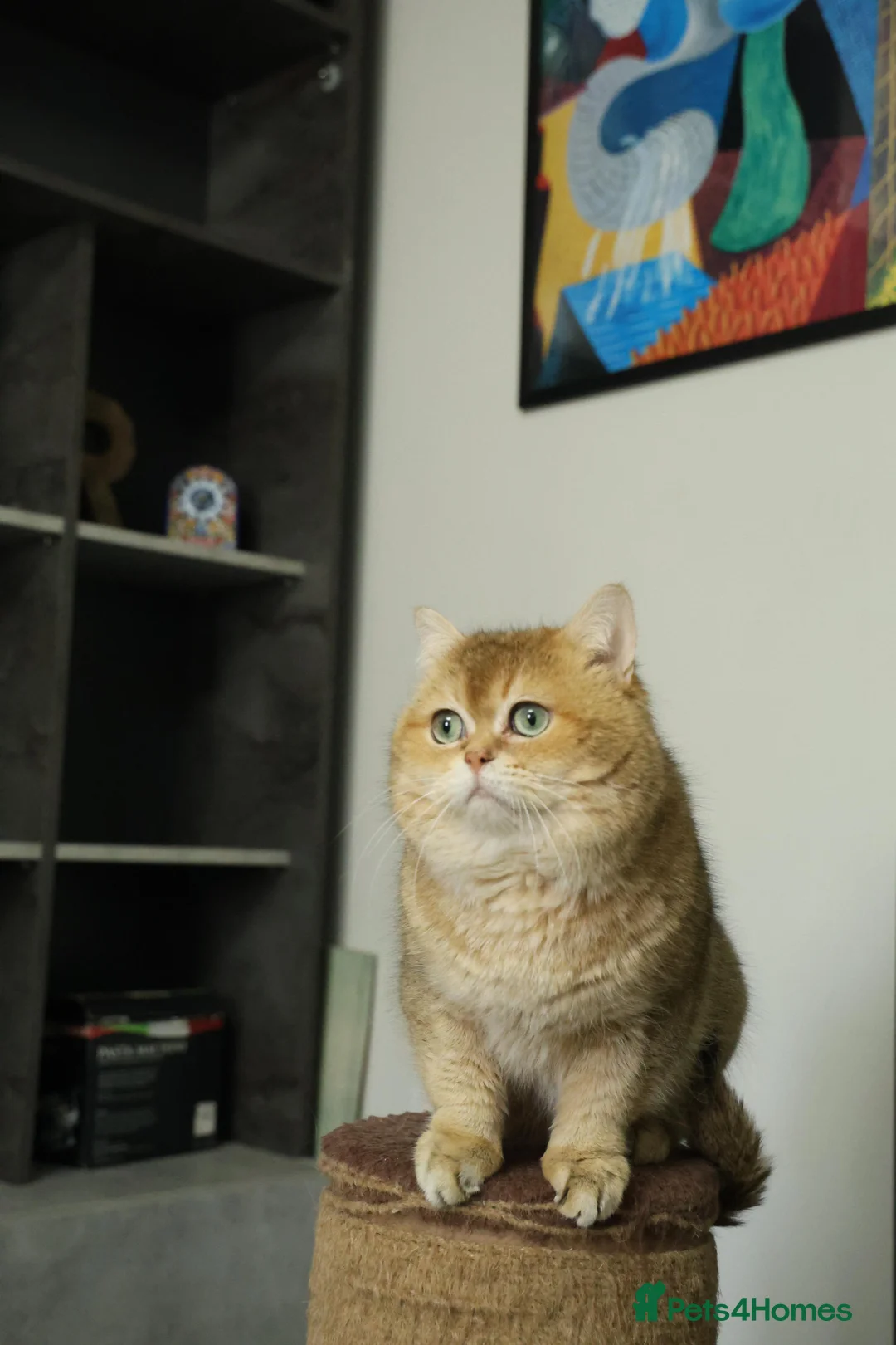 British Shorthair cats for stud: British shorthair Gold Ny12 in Nottingham - Advert 13