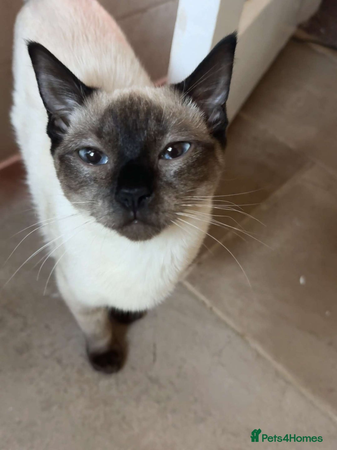 Siamese cats for sale: Siamese x Khao Manee & RagDoll Kittens - Advert 2