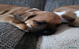 Mixed Breed dogs for sale: Pug Staffie Cross Cocker Puppies - Image 3