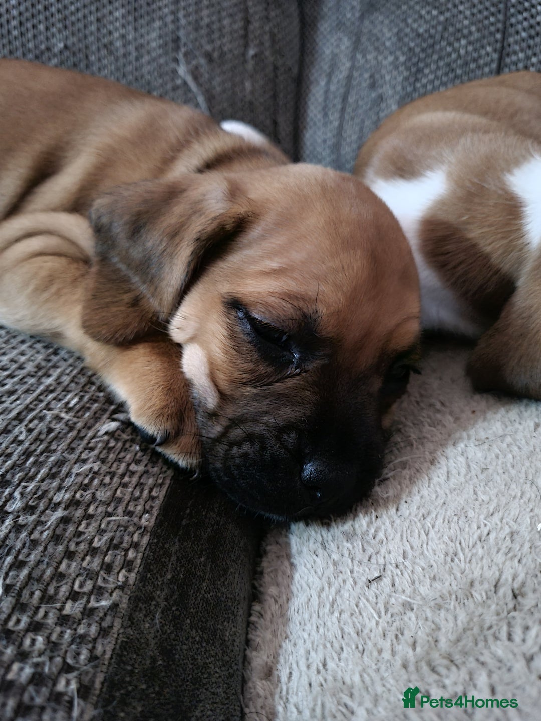 Mixed Breed dogs for sale: Pug Staffie Cross Cocker Puppies - Image 3