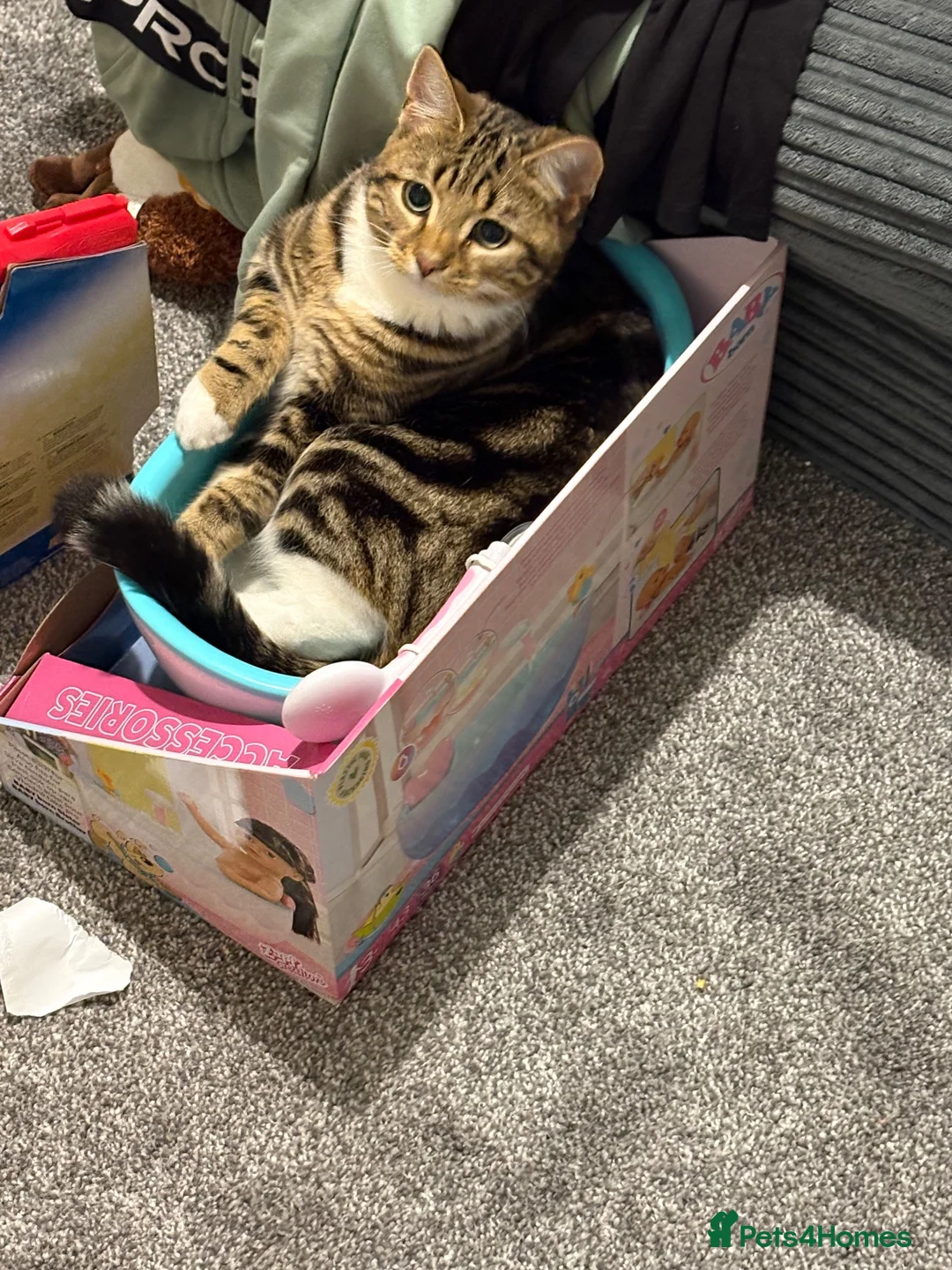 Mixed Breed cats for sale: Dennis  in Bury - Advert 2