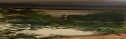 Gecko reptiles for sale: crested geckos please read the description  - Advert 4