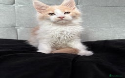 Maine Coon cats for sale: TICA registered purebred Maine Coon kittens - Image 4