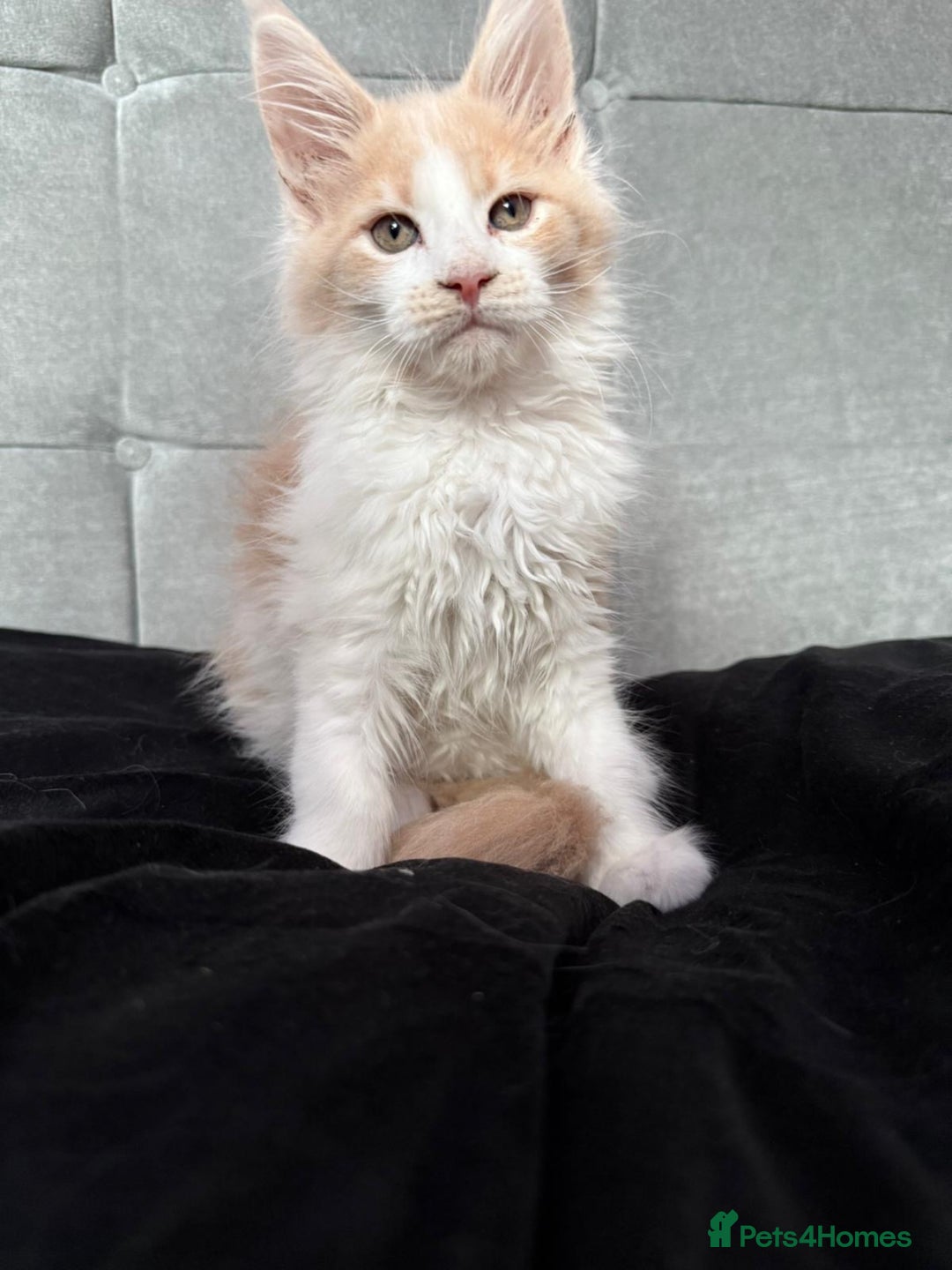 Maine Coon cats for sale: TICA registered purebred Maine Coon kittens - Image 4