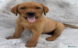 Labrador Retriever dogs for sale: 5* Licensed Stunning KC Labrador Retriever Pups  in Ibstock - Image 1
