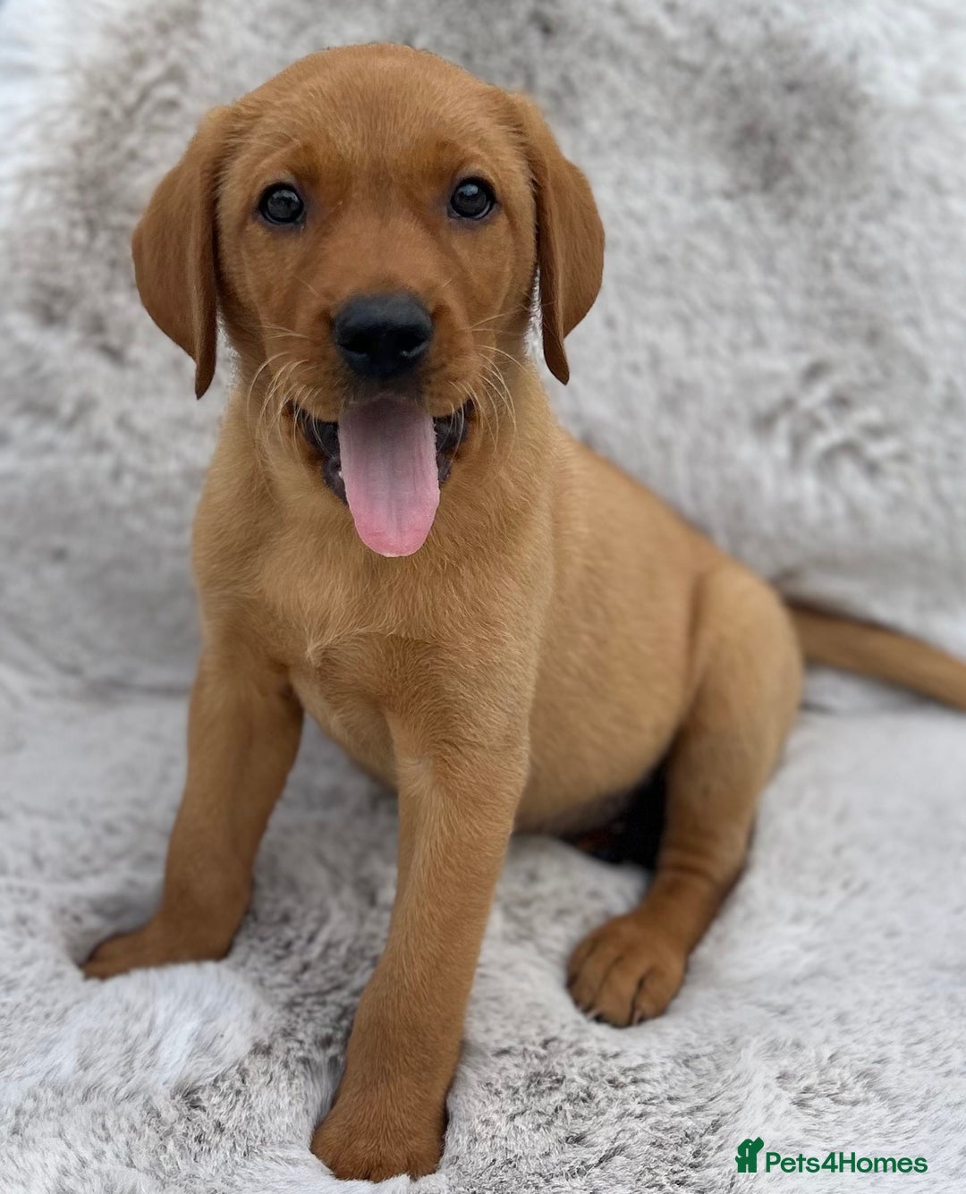 Labrador Retriever dogs for sale: 5* Licensed Stunning KC Labrador Retriever Pups  in Ibstock - Image 1