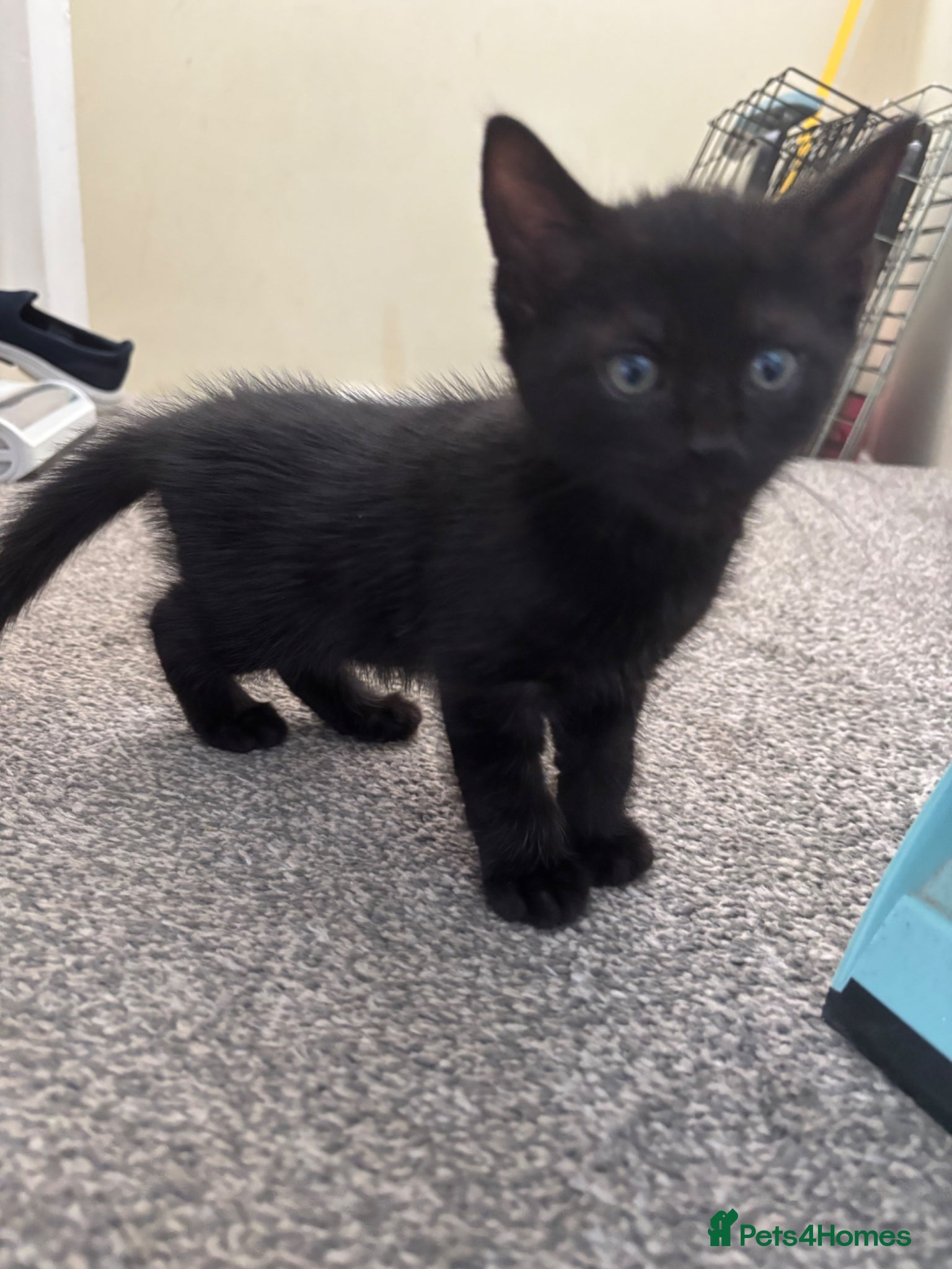 Mixed Breed cats Kittens - Advert 17