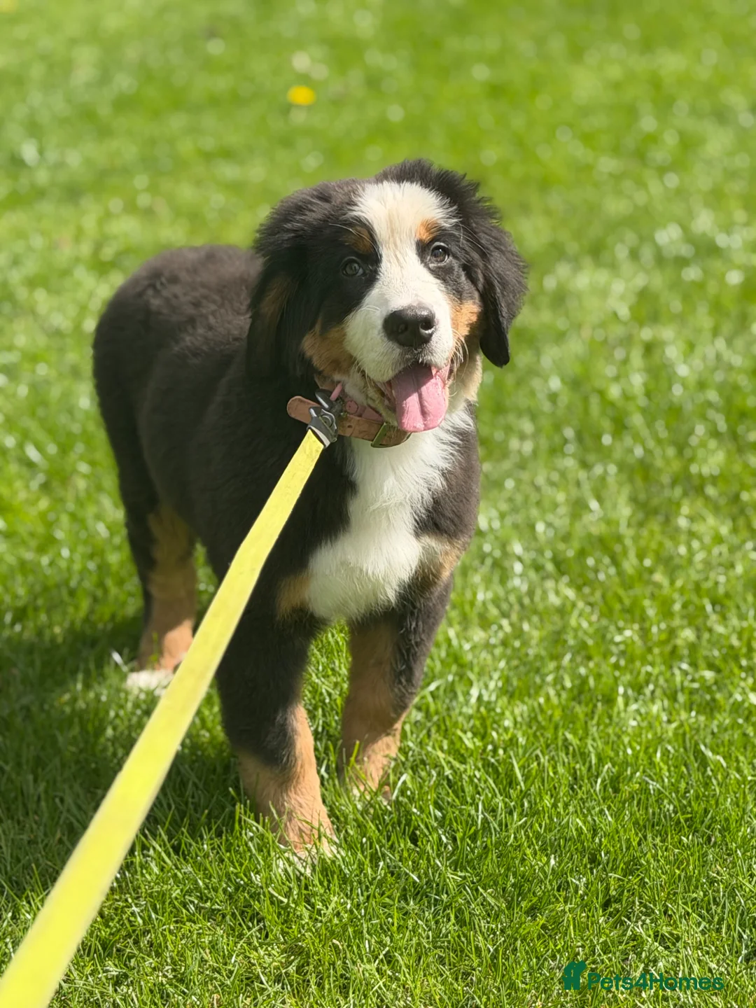 Bernese Mountain Dog dogs for sale: KC REG BERNESE MOUNTAIN DOG BITCH - Advert 1