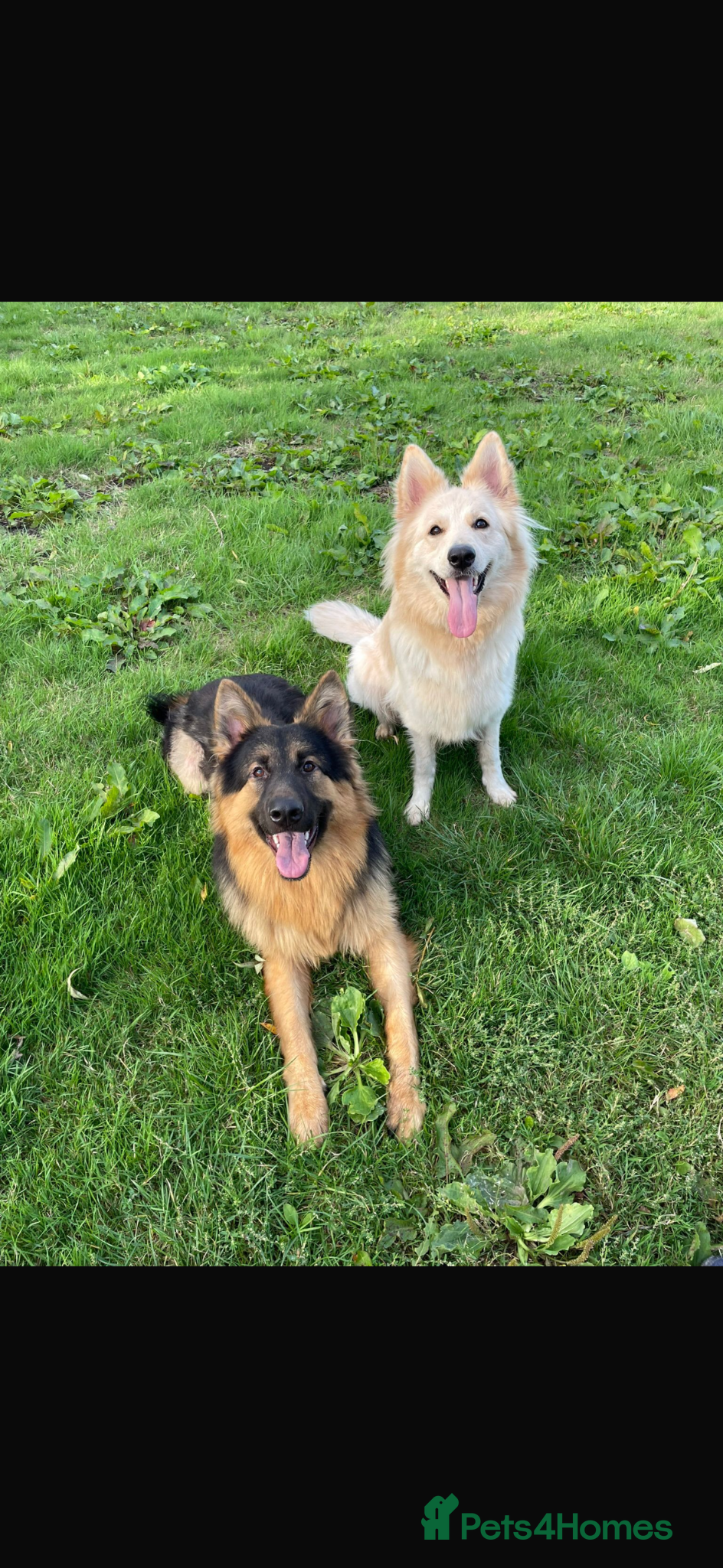 German Shepherd dogs Beautiful white German Shepherd 1st litter - Advert 2