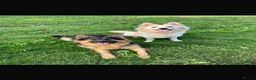 German Shepherd dogs for sale: 7 beautiful pups - Advert 20