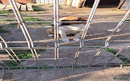 Mixed Breed dogs for adoption: BENNY - a faithful dog for a Loving Home - Image 20