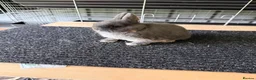 Netherland Dwarf rabbits for sale: Netherland dwarf doe  - Advert 2