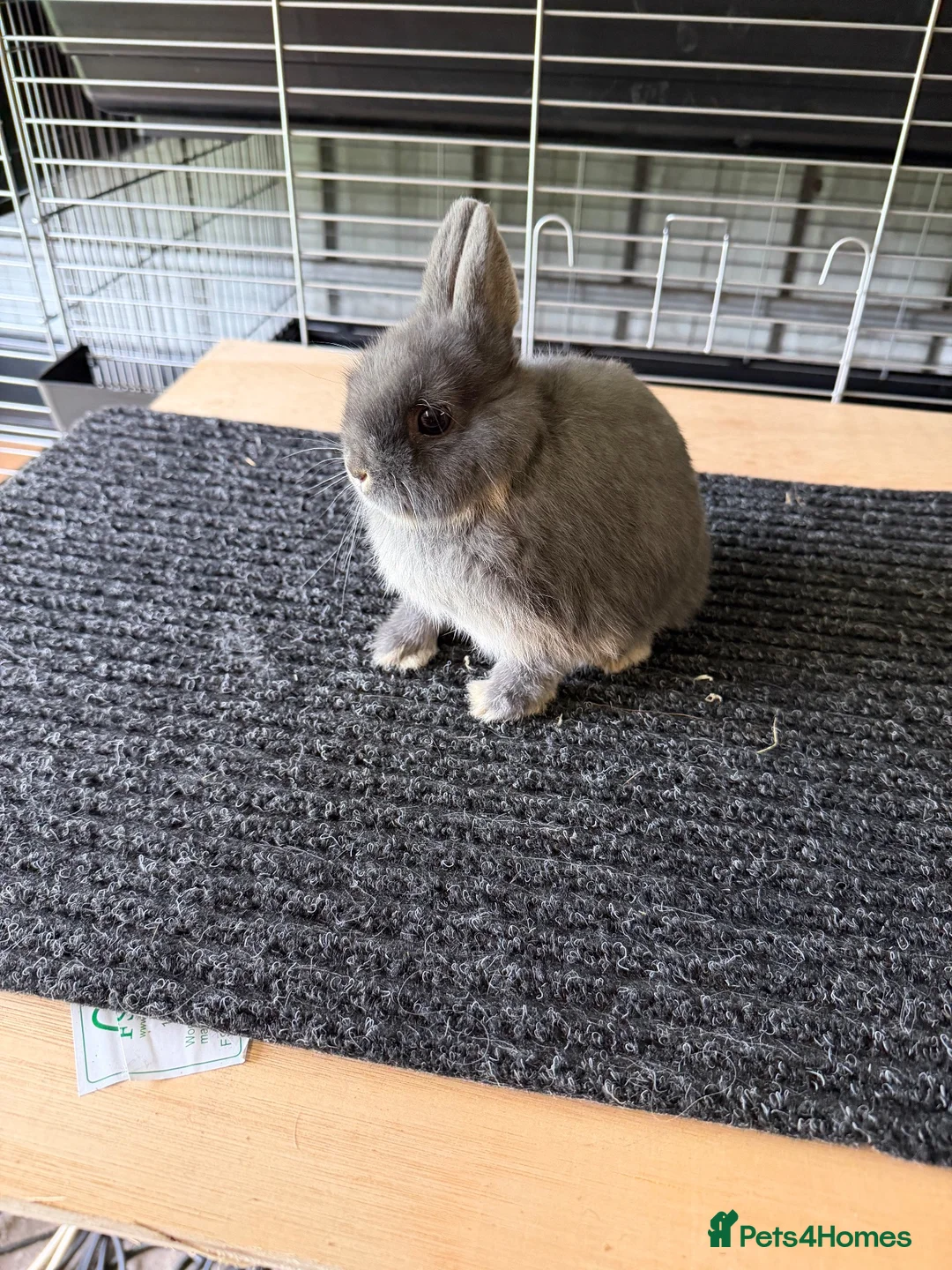 Netherland Dwarf rabbits for sale: Netherland dwarf doe  - Advert 2