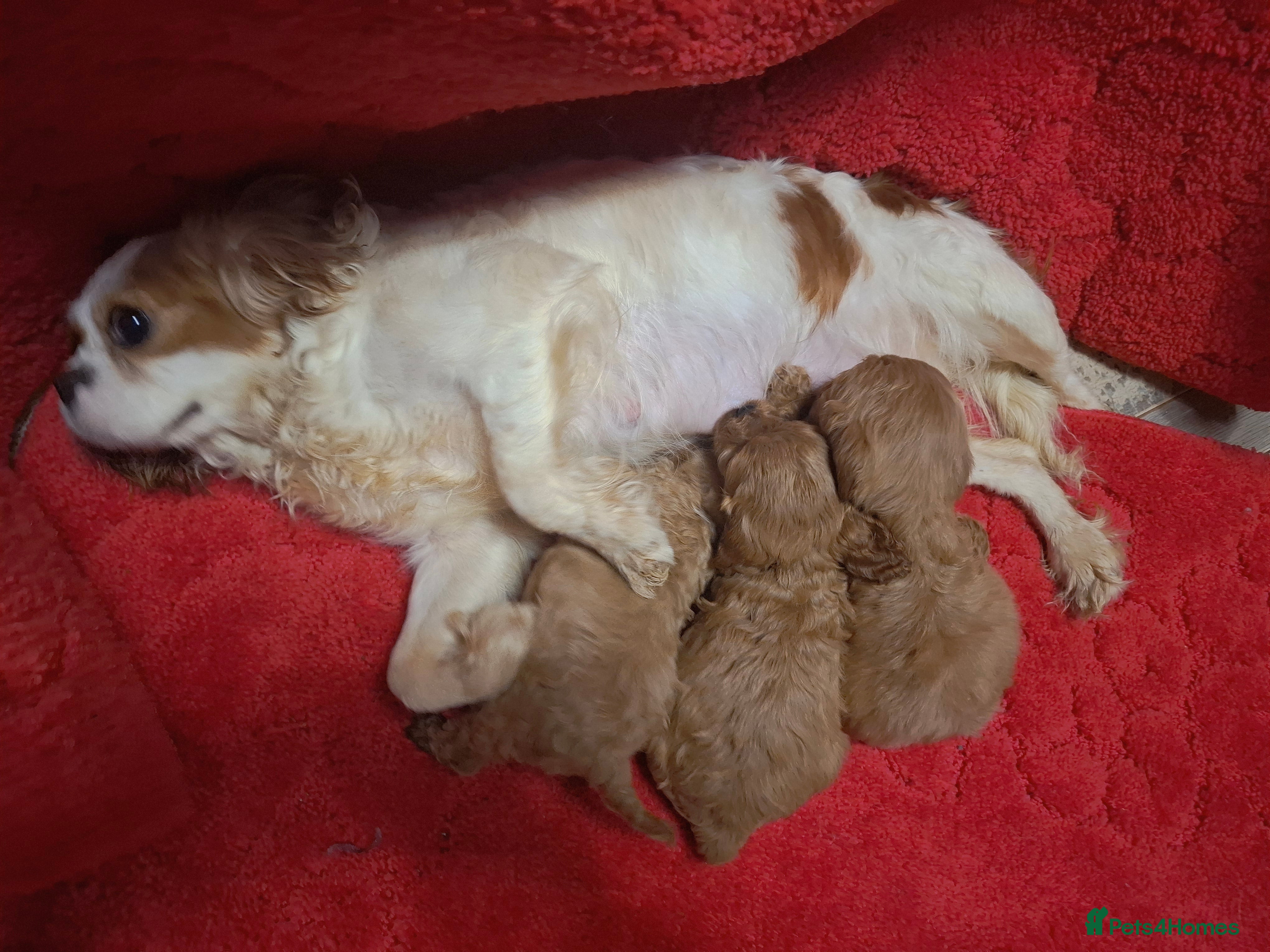 Cavapoo dogs F1 cavapoos  - Advert 1