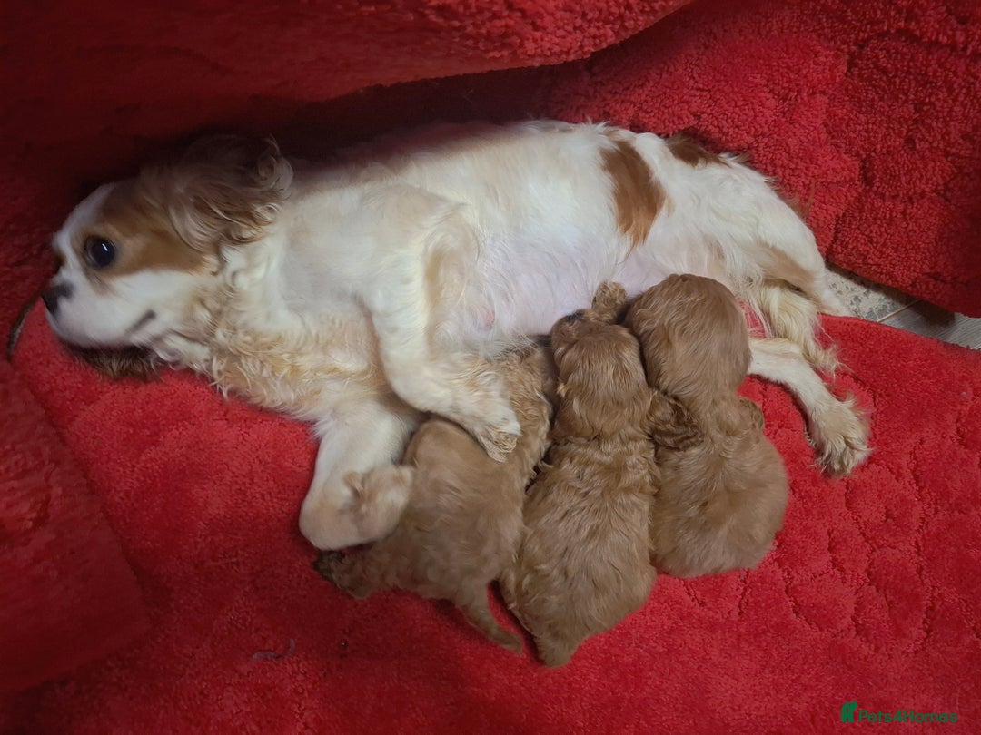 Cavapoo dogs for sale: F1 cavapoos  - Advert 1