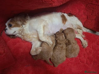 Cavapoo dogs F1 cavapoos - Advert 1