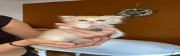 Exotic cats for sale: Exotic short hair cross kittens  - Advert 8